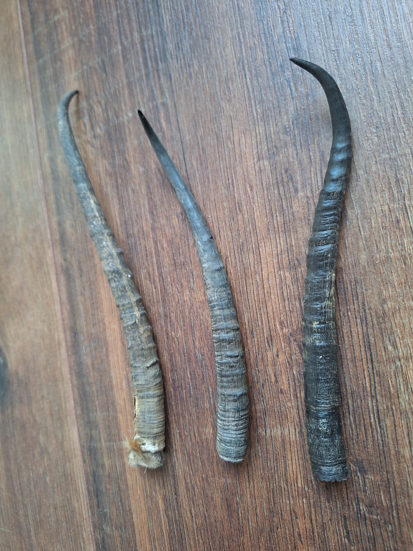 Dorcas gazelle horns, single