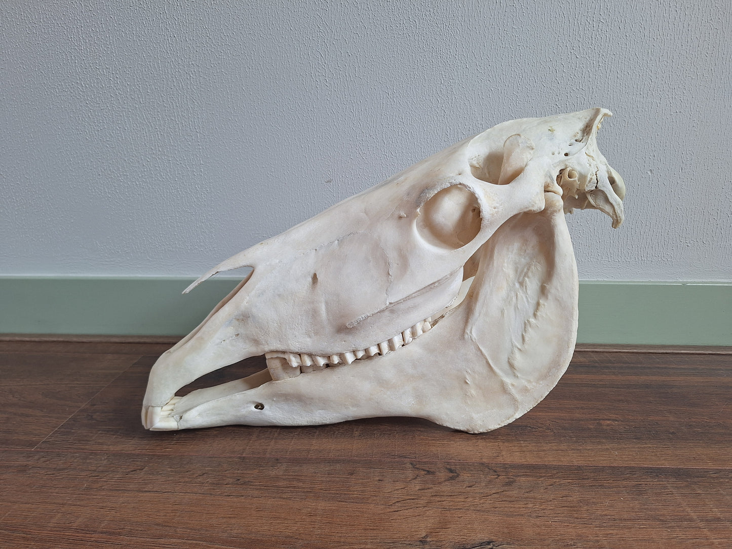 Horse skull