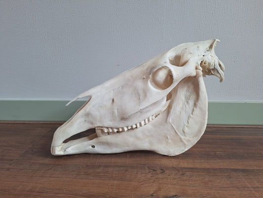 Horse skull