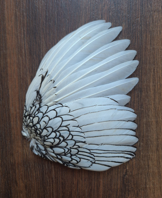 Chicken wing