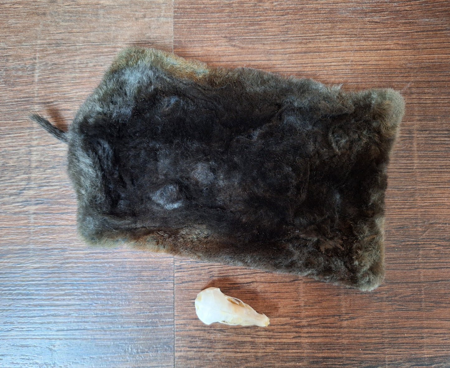 Mole skull and hide set