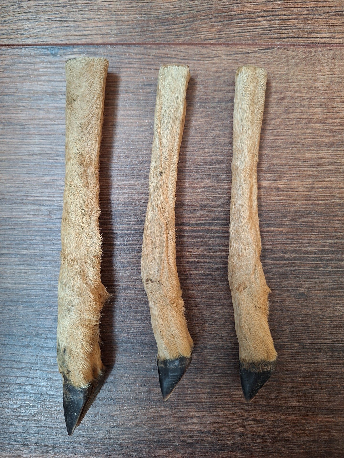 Vintage roe deer lower legs