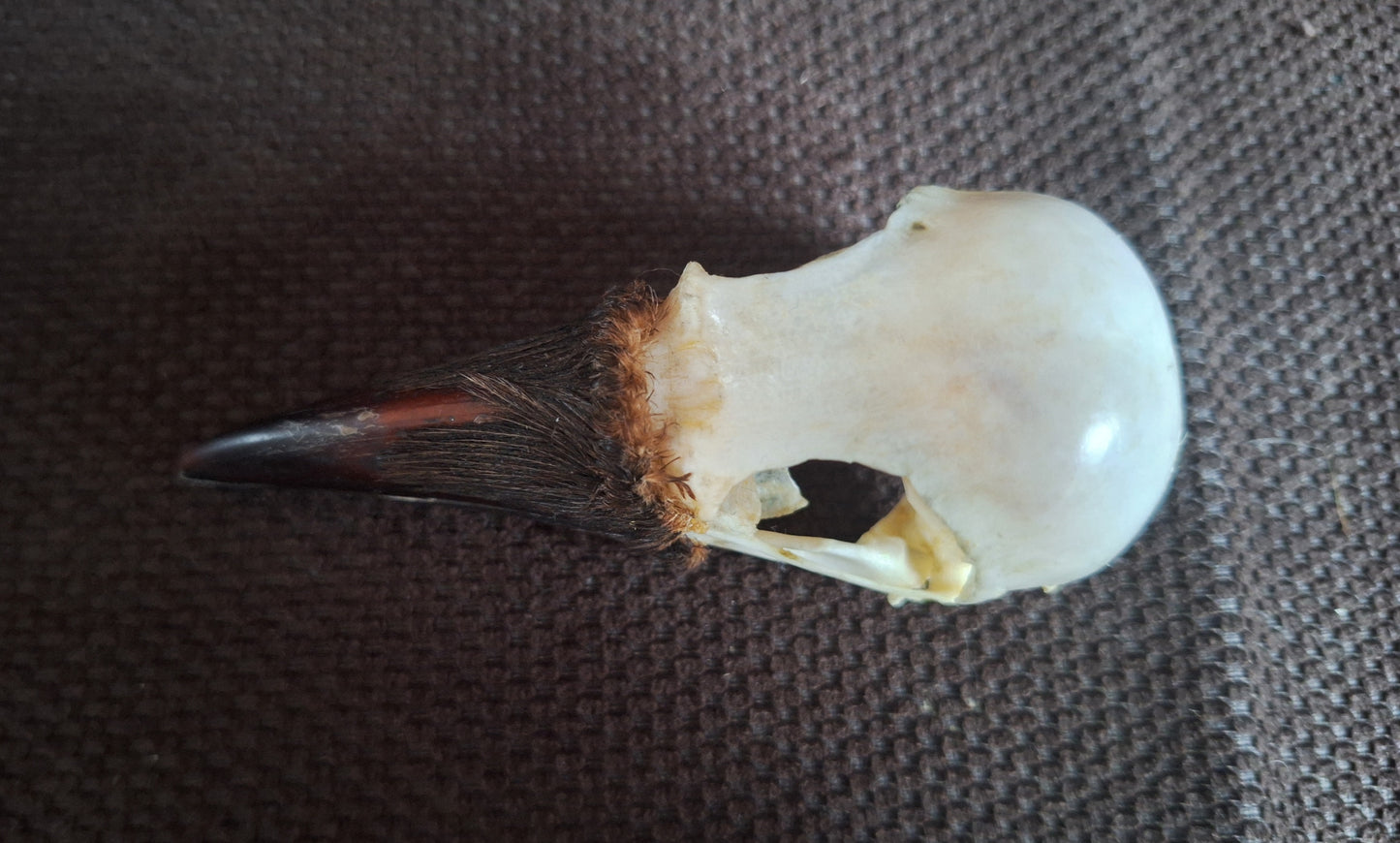 Crow skull #36