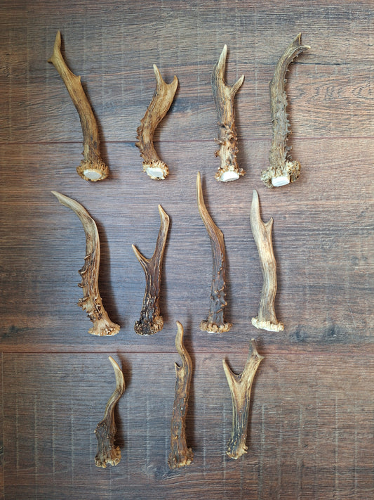 Roe deer antlers, single