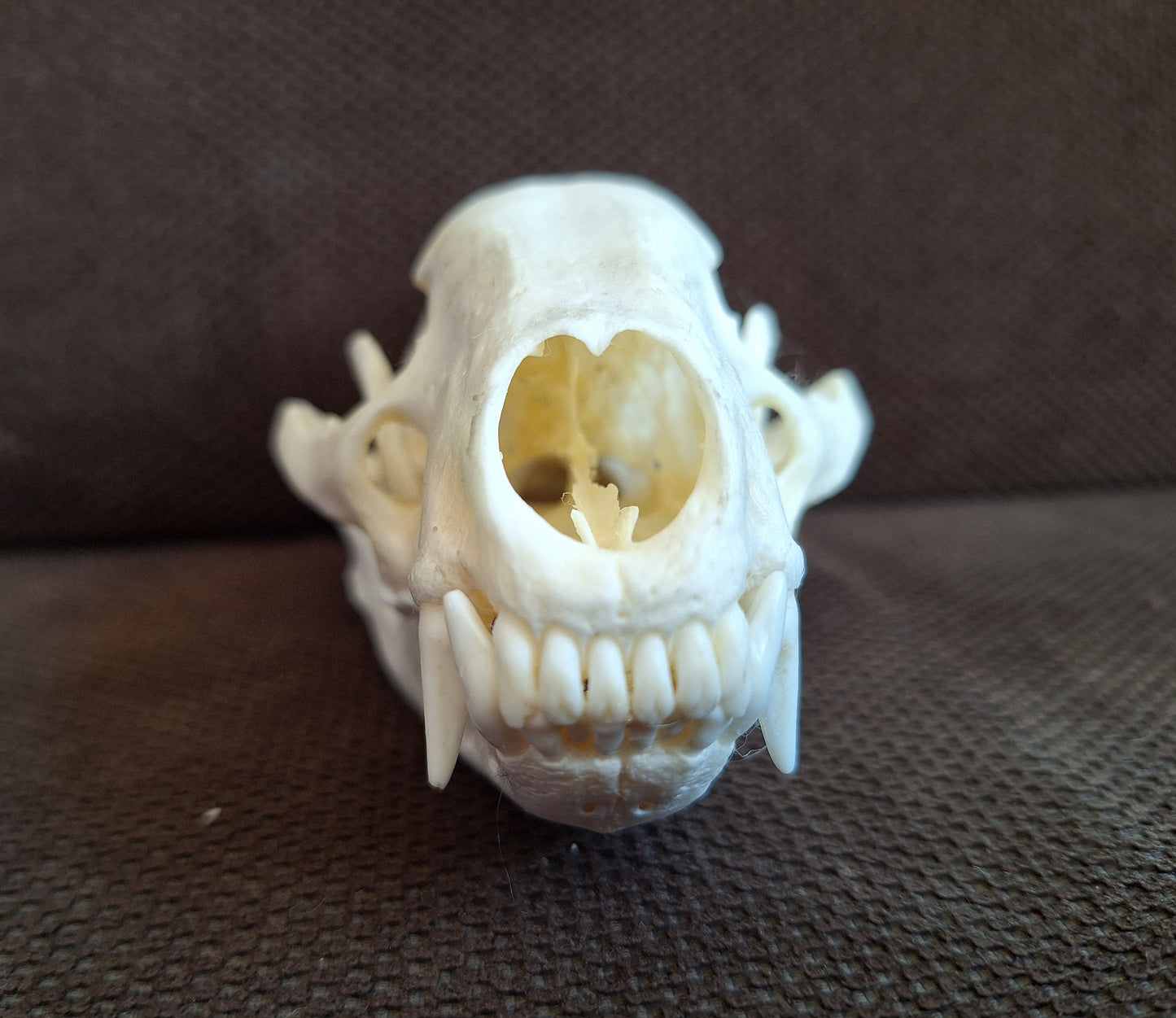 Badger skull #7
