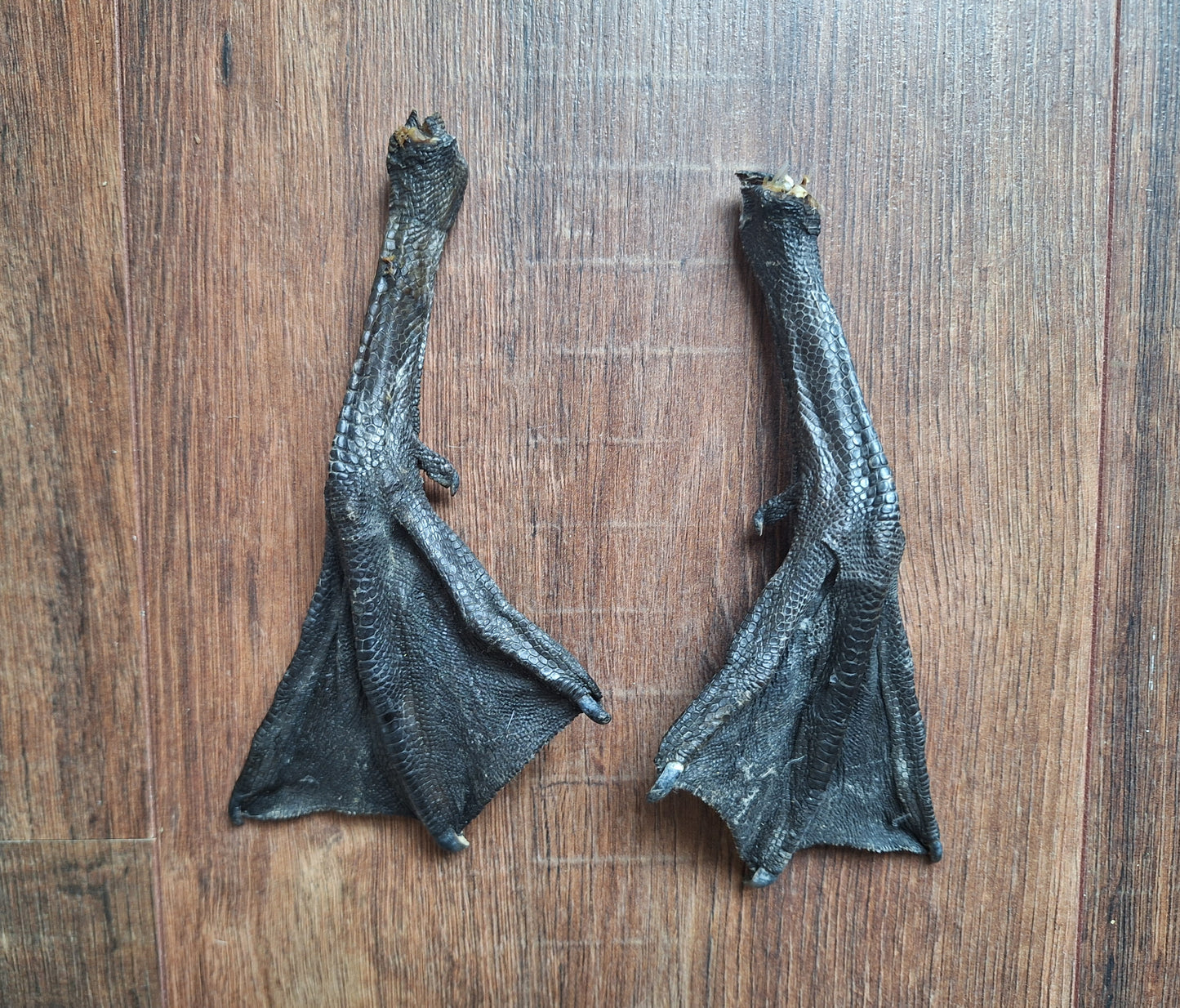 Barnacle goose lower legs, set of 2