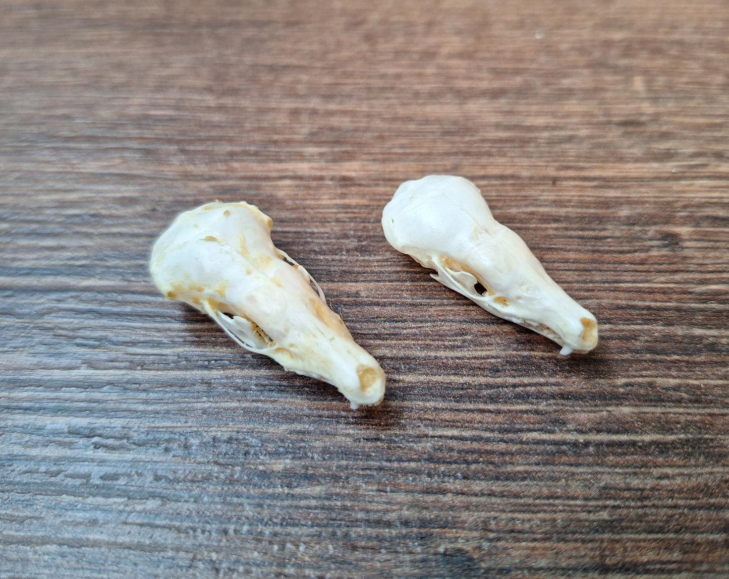Mole skull