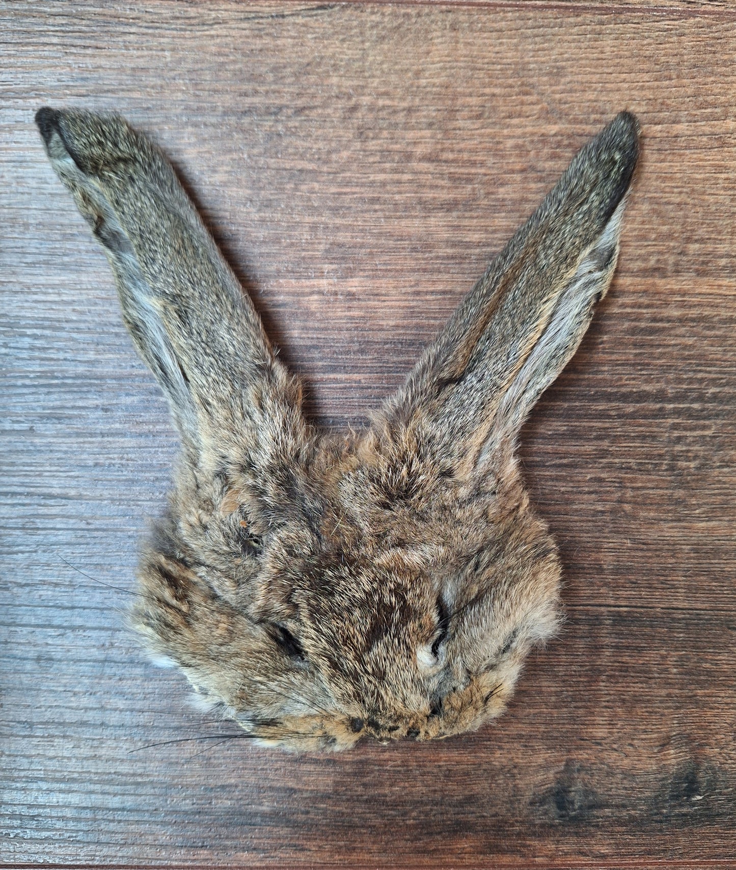 Hare head skins
