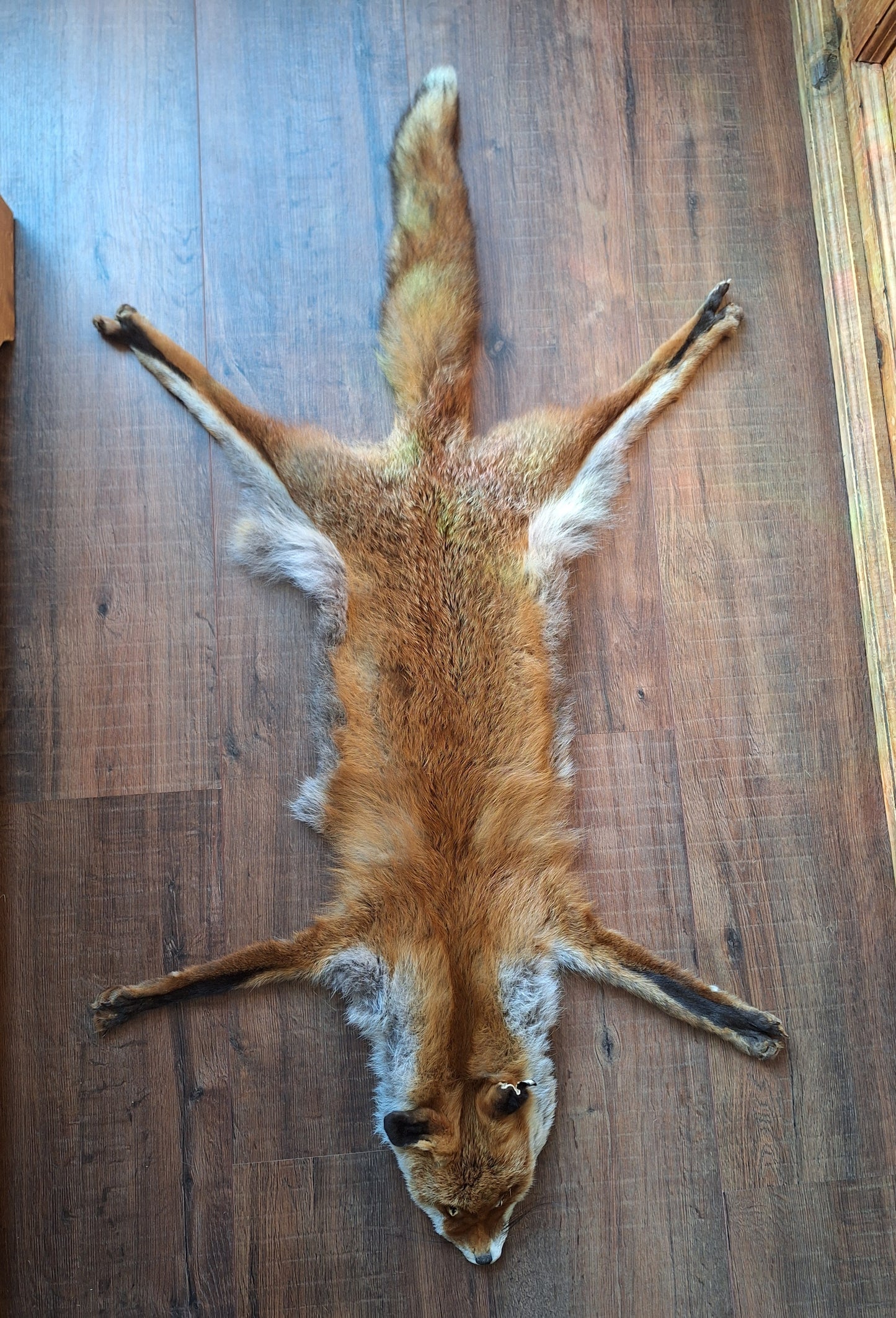 Red fox hide #24
