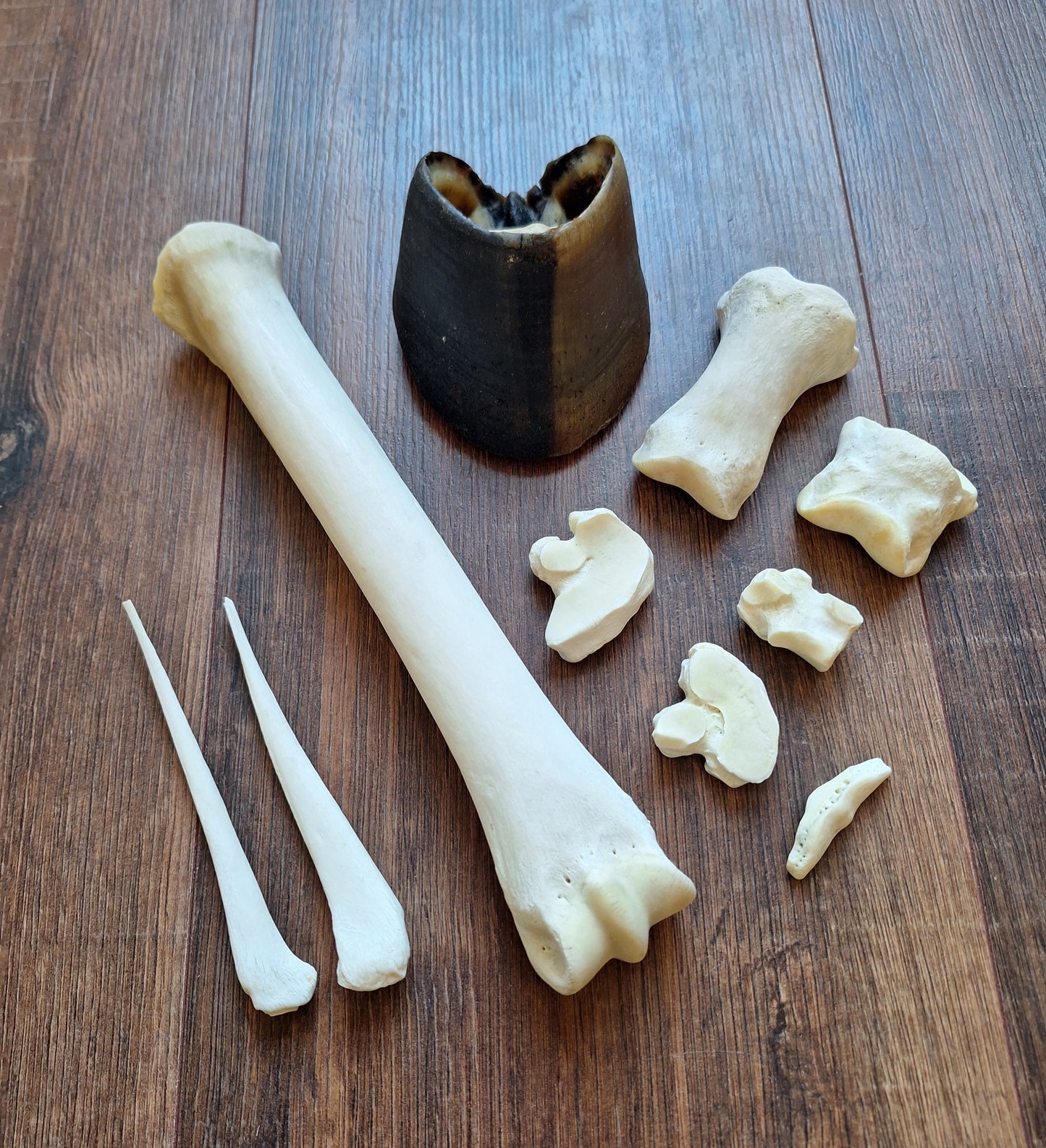 Horse lower leg bone set