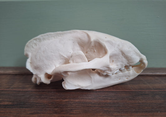 Badger skull #4, B-quality