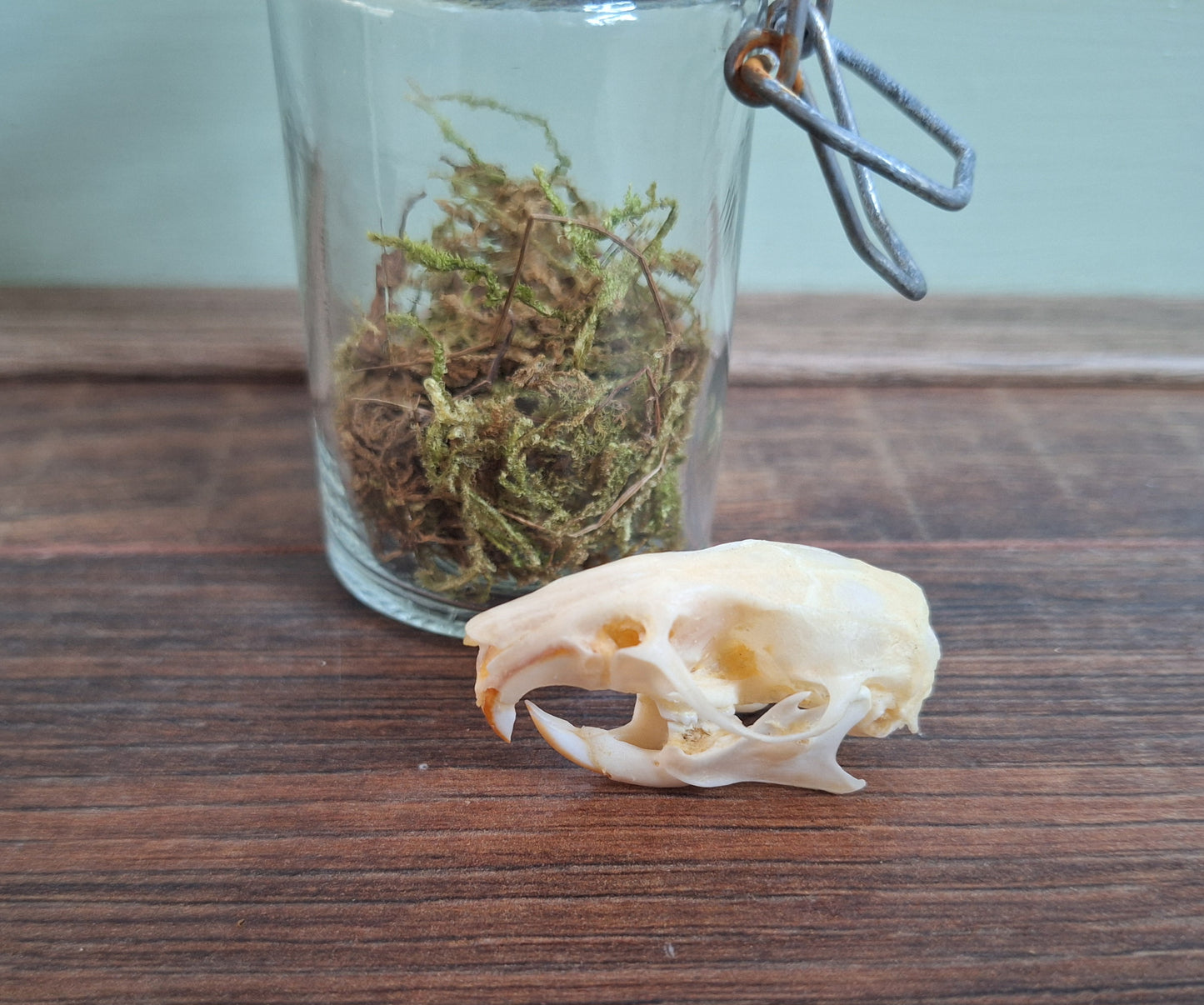 Rat skull in glass jar