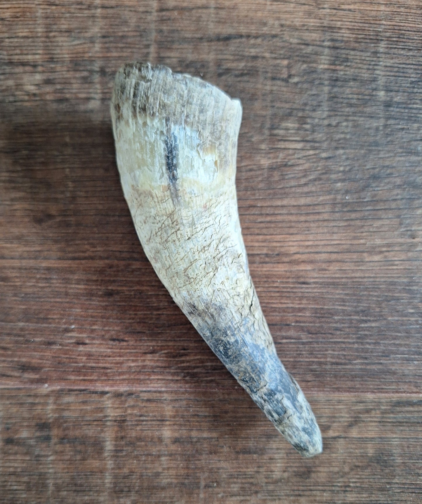 Cow horns