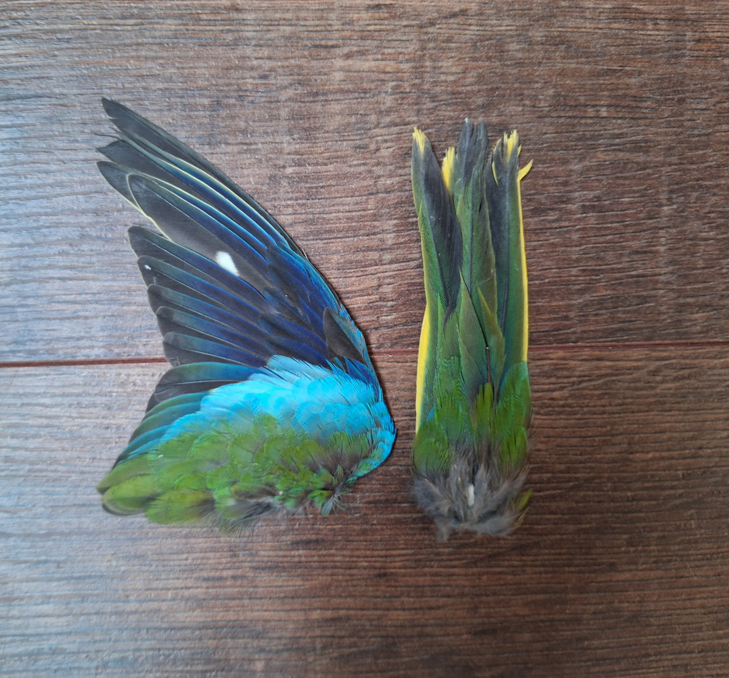 Parakeet single wing and tail, B-quality