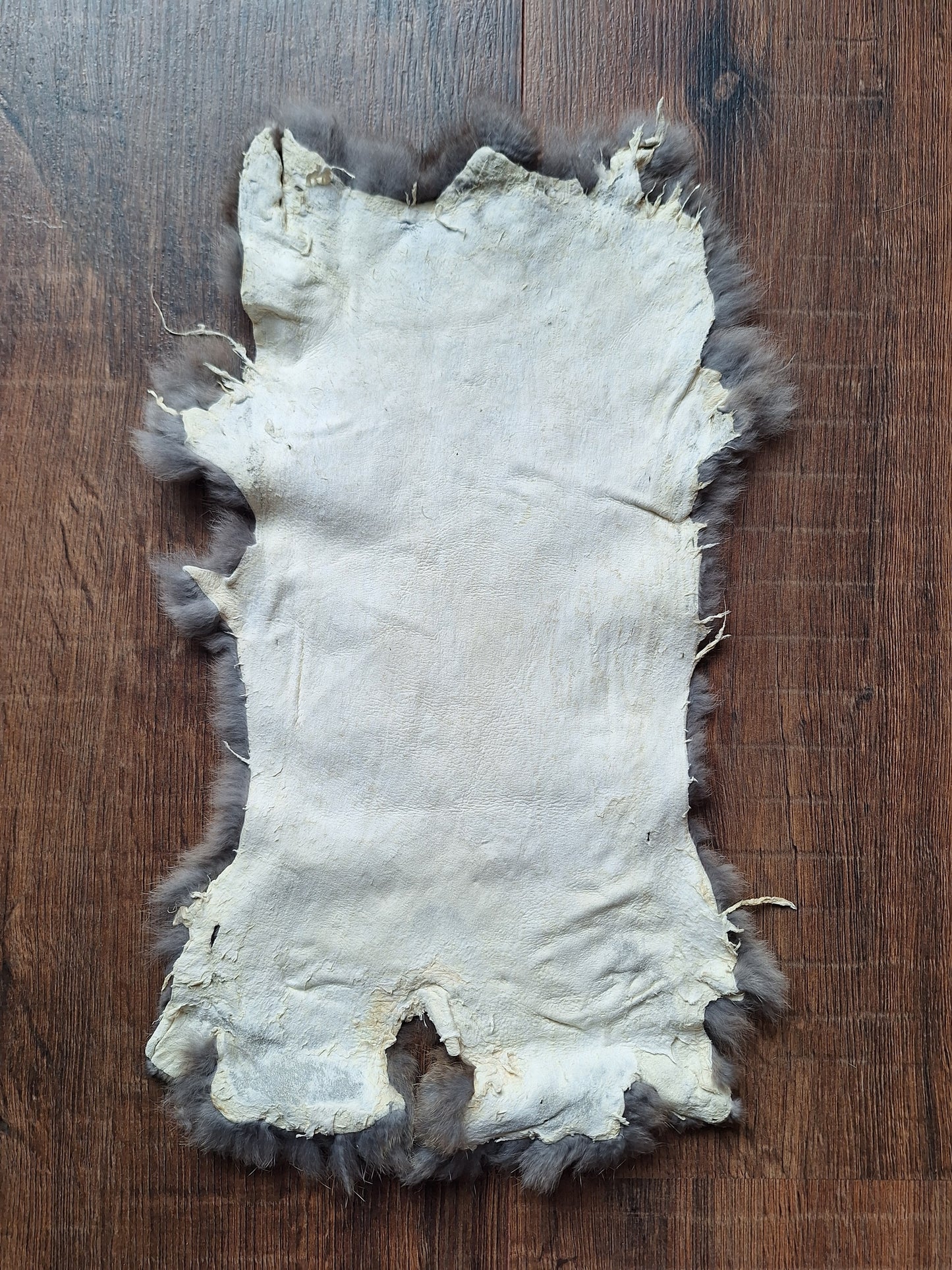 Rabbit hide #8