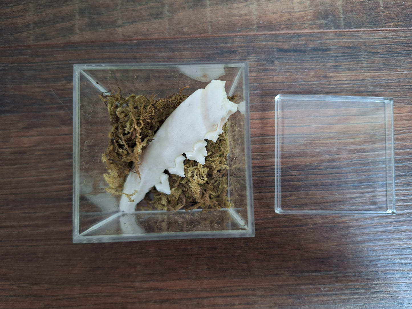 Fox lower jaw, B-quality, in display cube