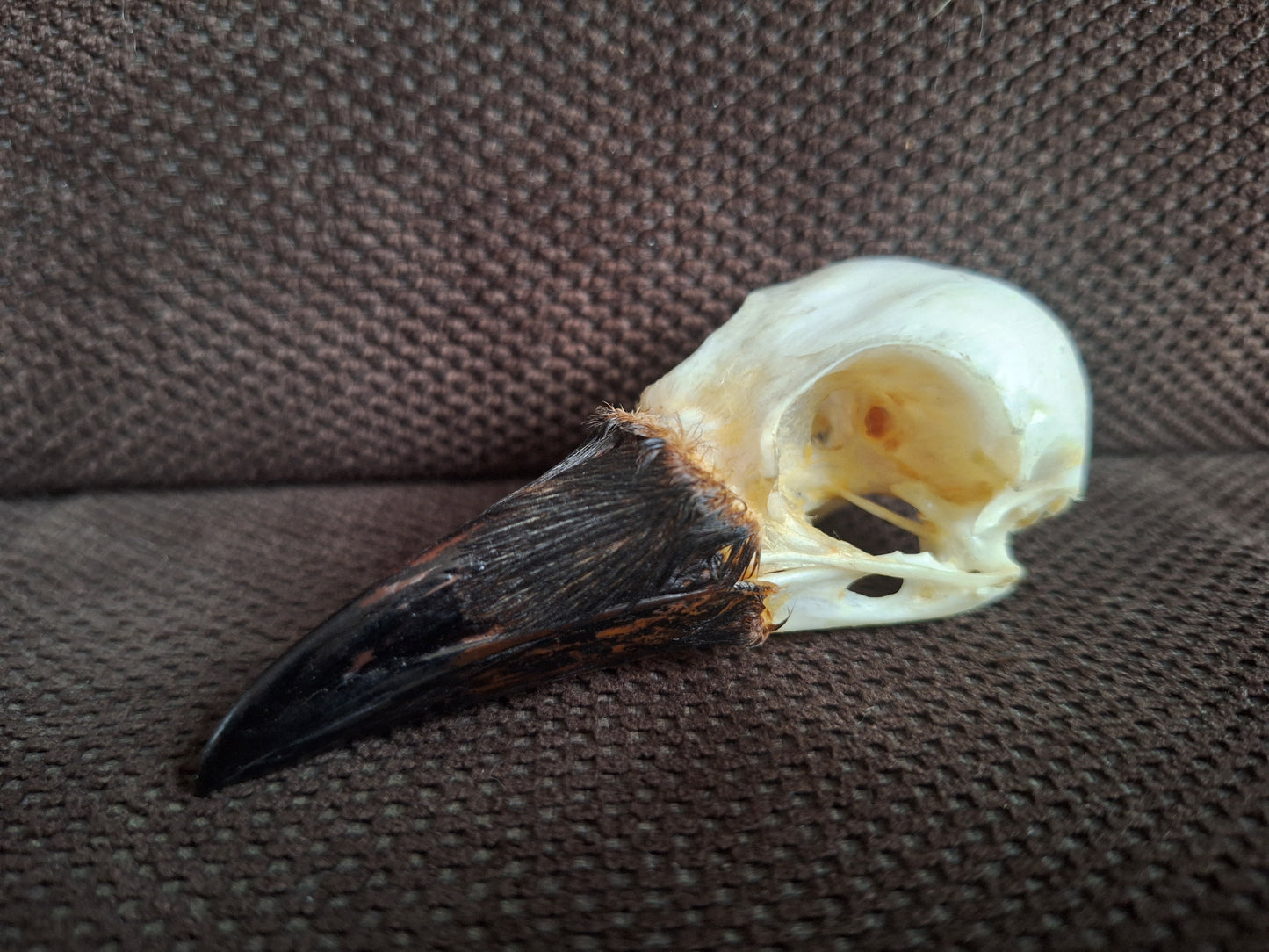 Crow skull #37