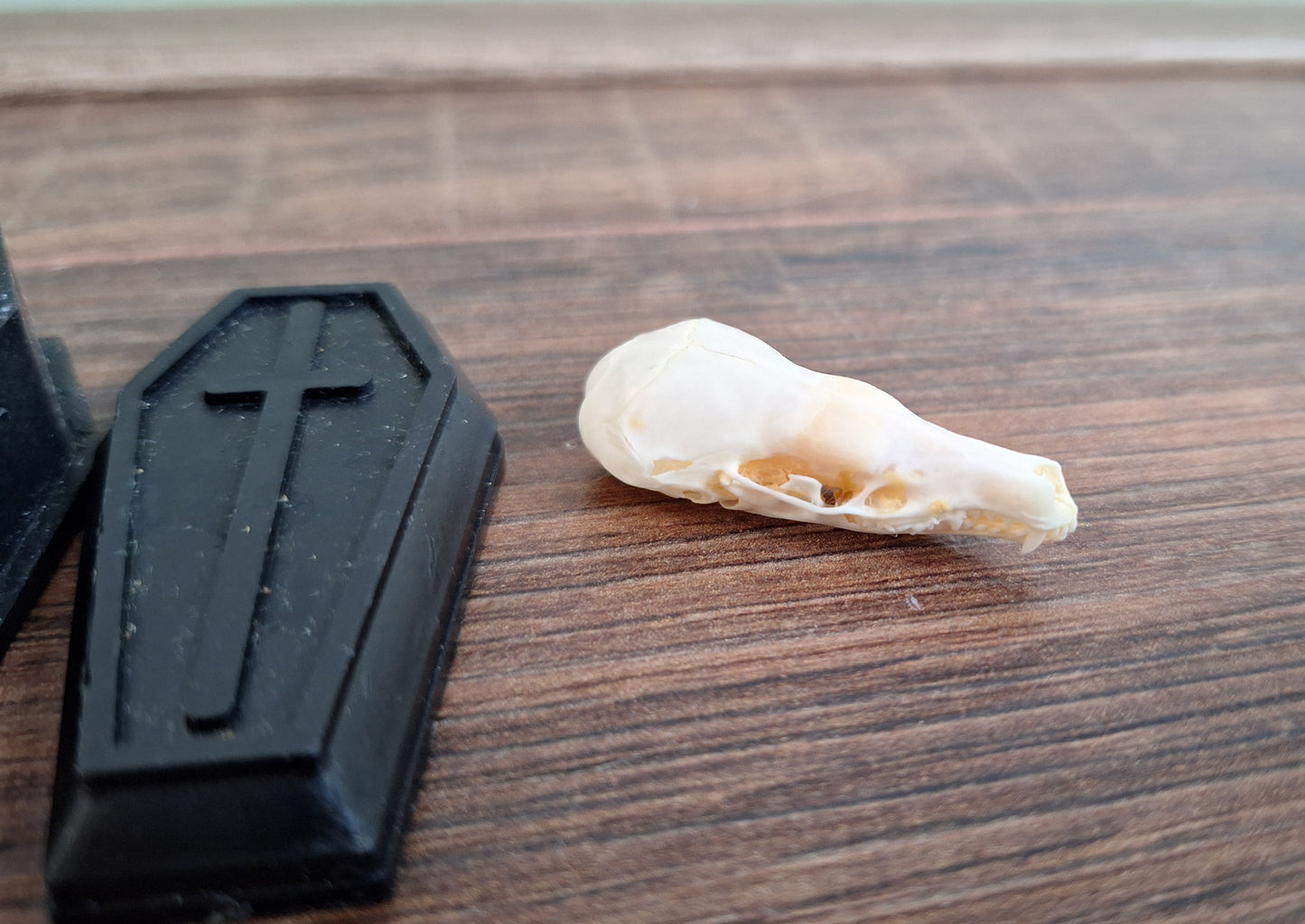 Mole skull in coffin