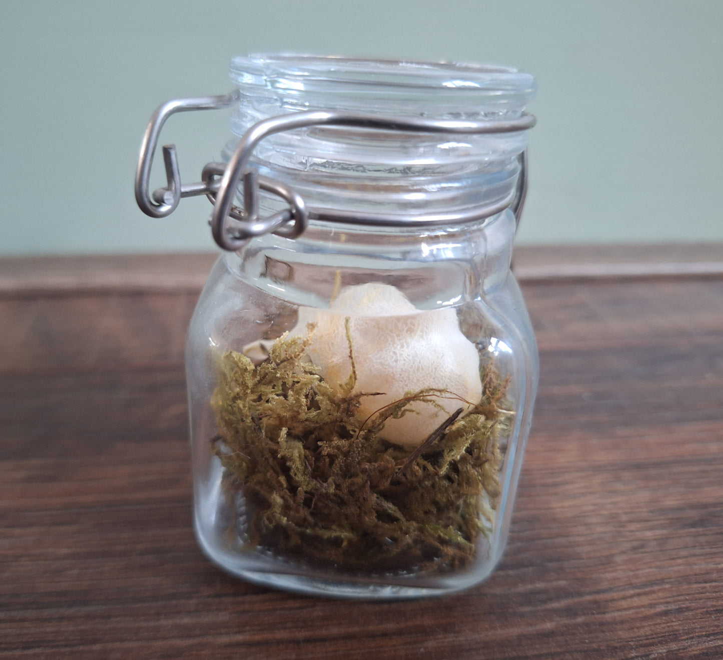 Wood pigeon skull in glass jar