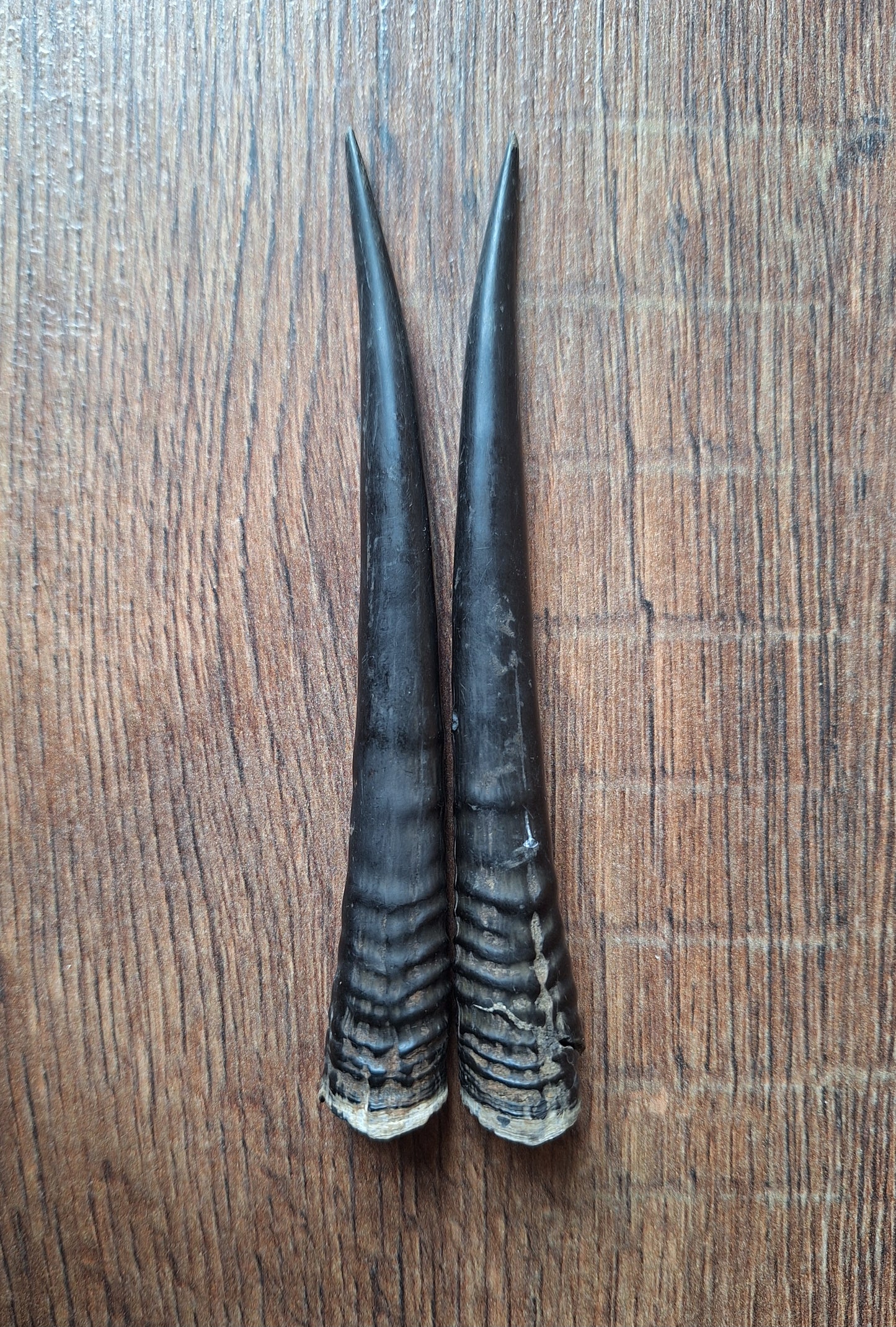 Oribi horns, set of two