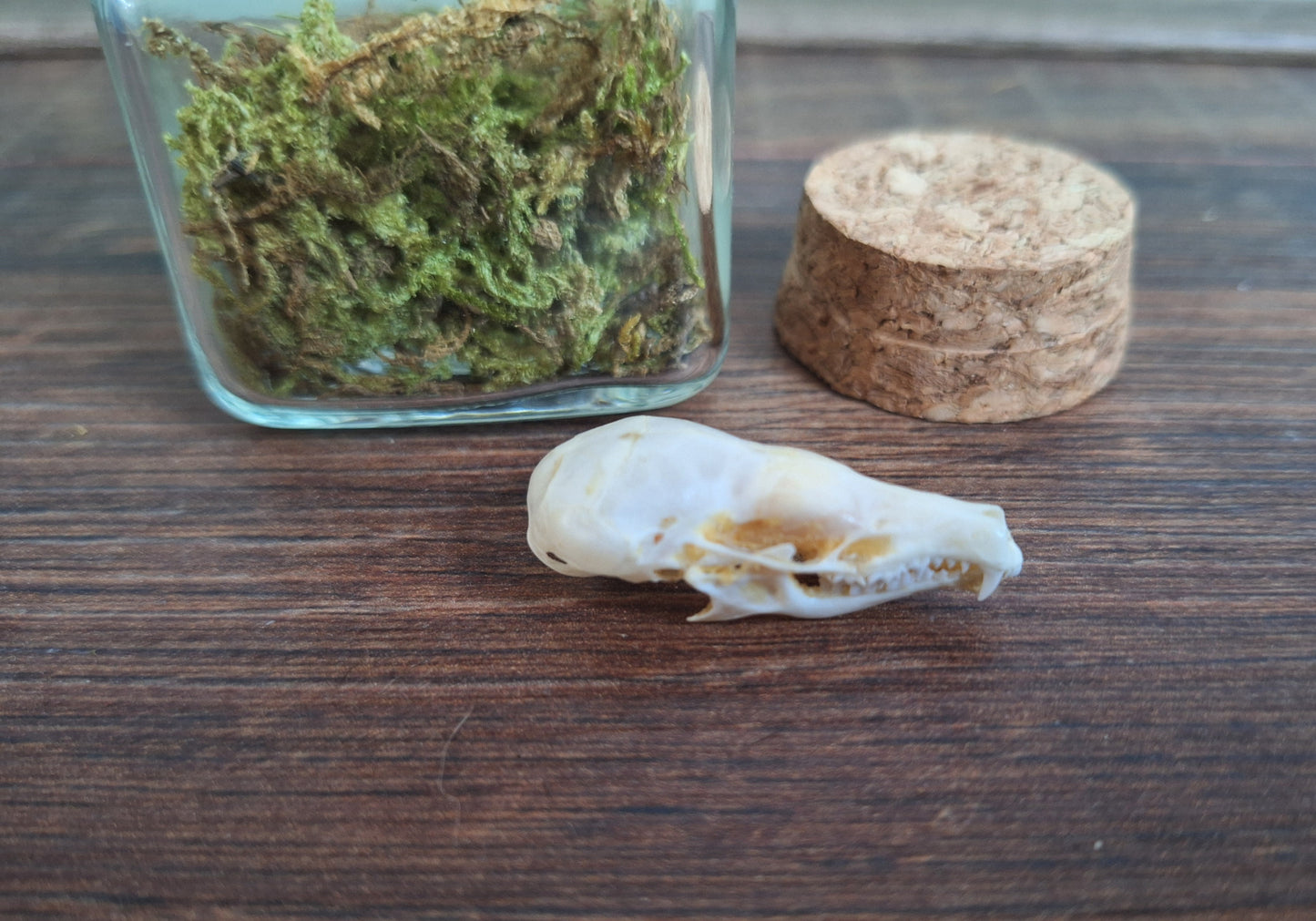 Mole skull in glass jar