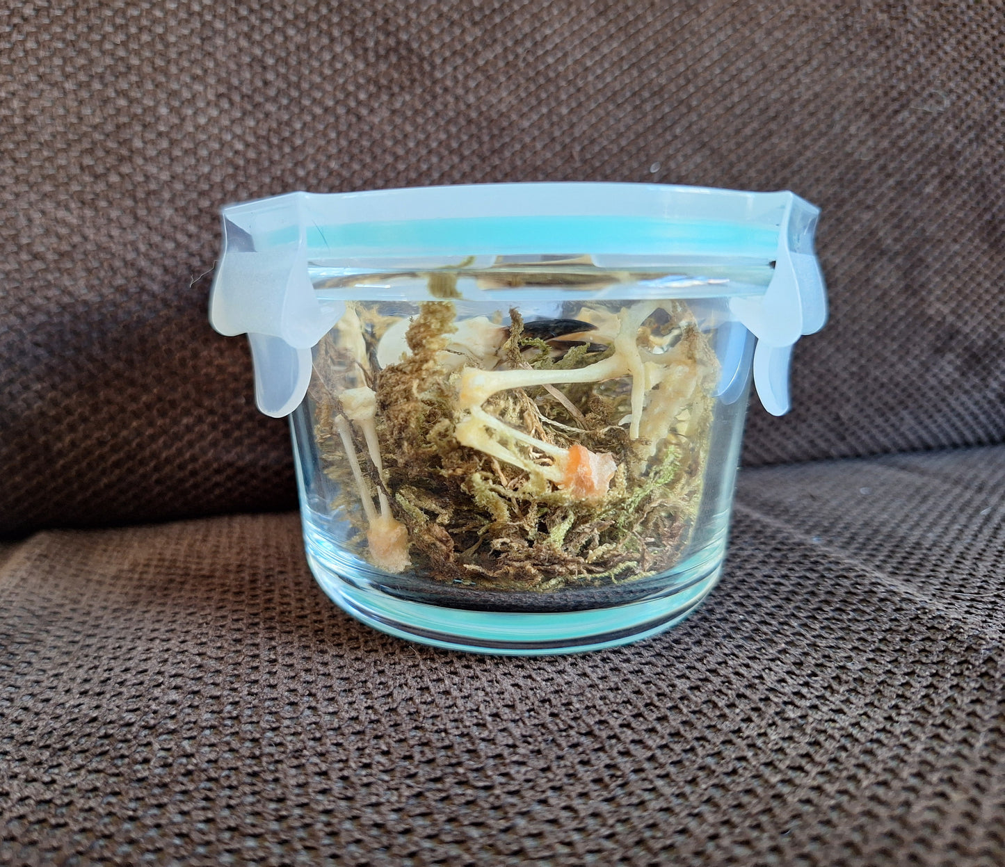 Jackdaw partial skeleton in glass jar