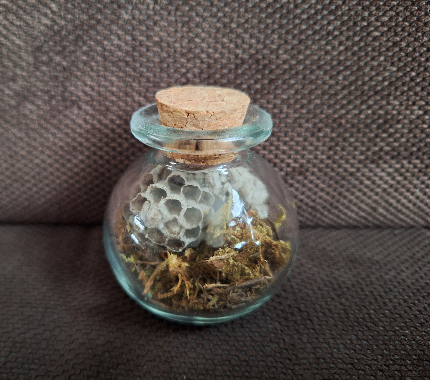Wasp nest in glass jar