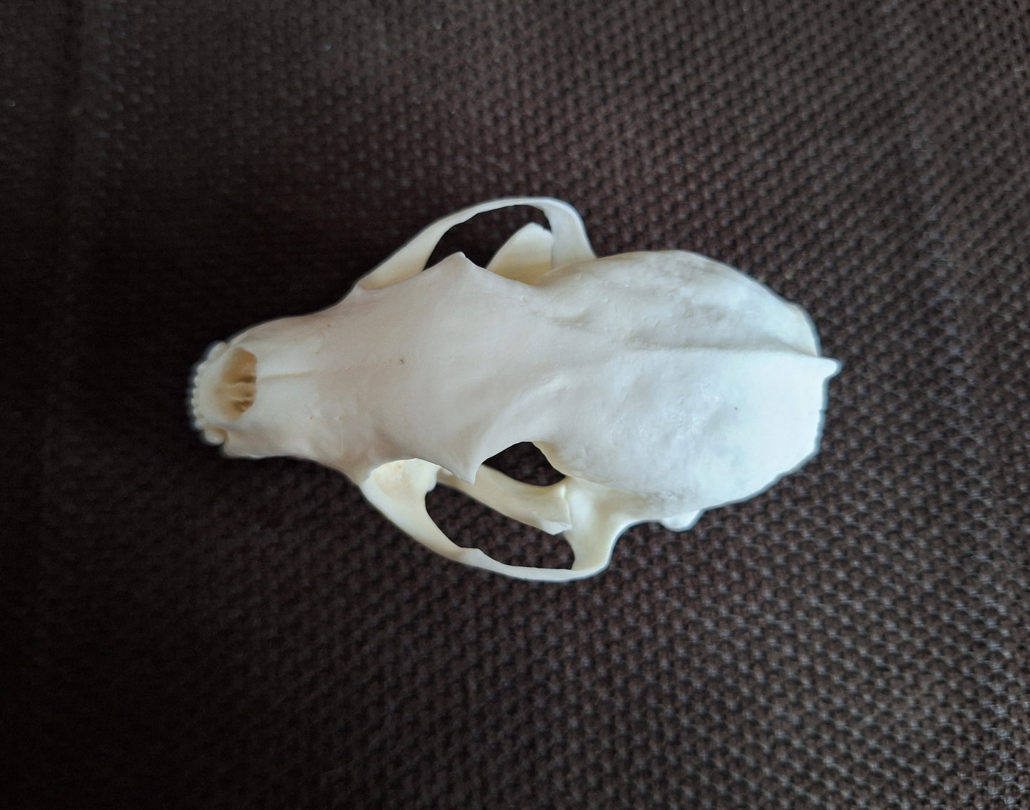 Stone marten skull #2