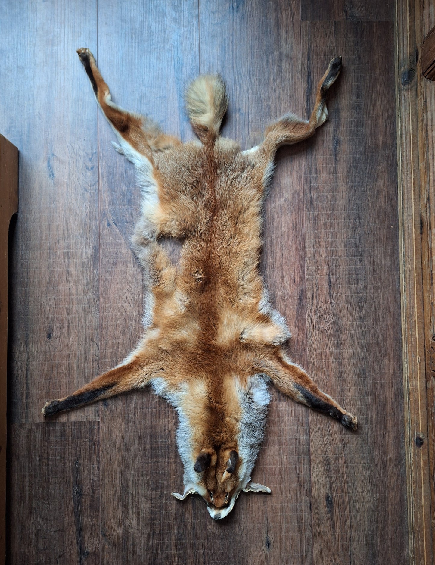 Red fox hide #29, B-quality