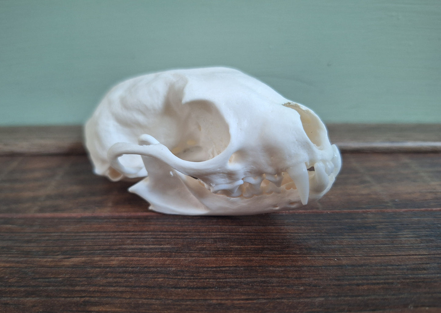 Stone marten skull, B-quality
