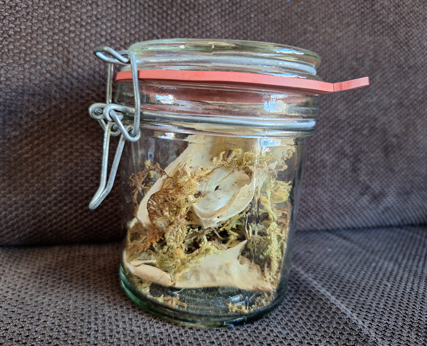 Rabbit skull, B-quality, in glass jar