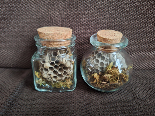 Wasp nest in glass jar