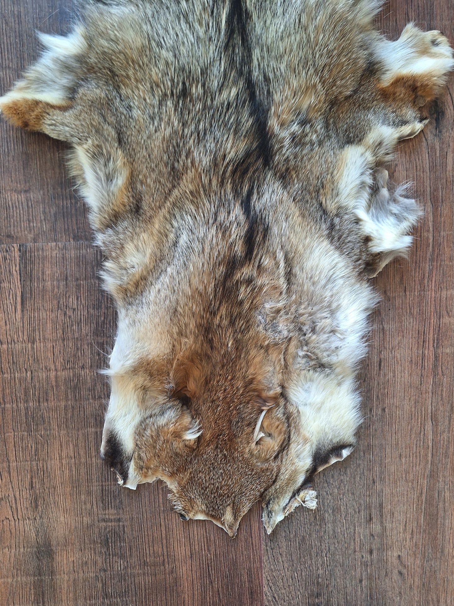Cape fox hide #5, B-quality
