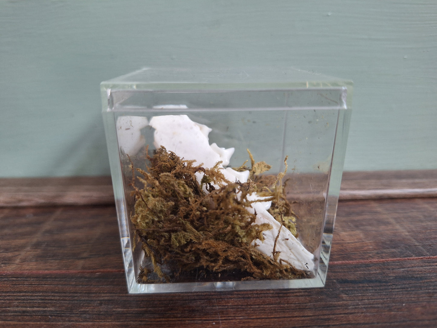 Fox lower jaw, B-quality, in display cube