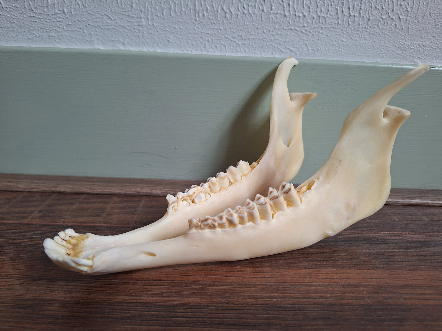 Muflon lower jaw