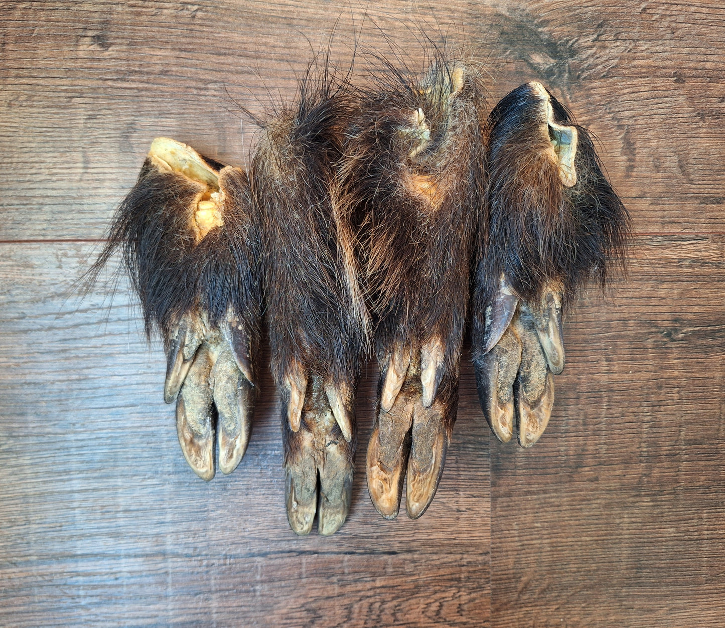 Wild boar lower legs