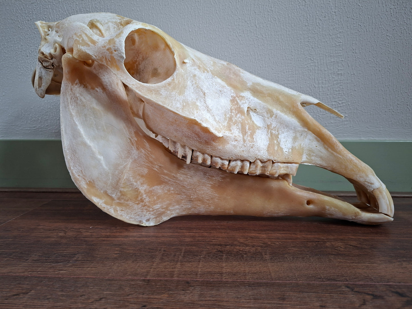 Horse skull
