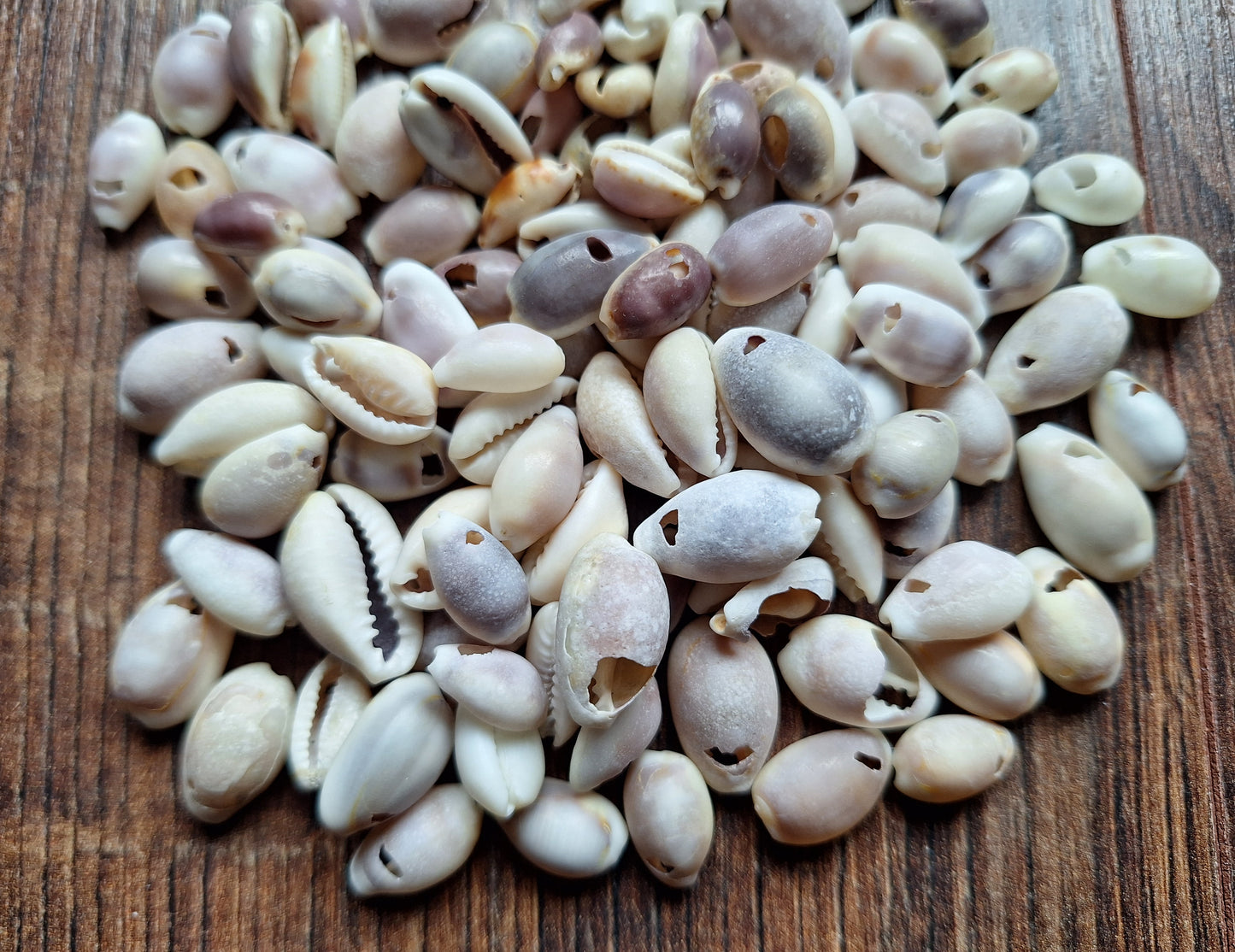 Cowrie shells mix, crafting set