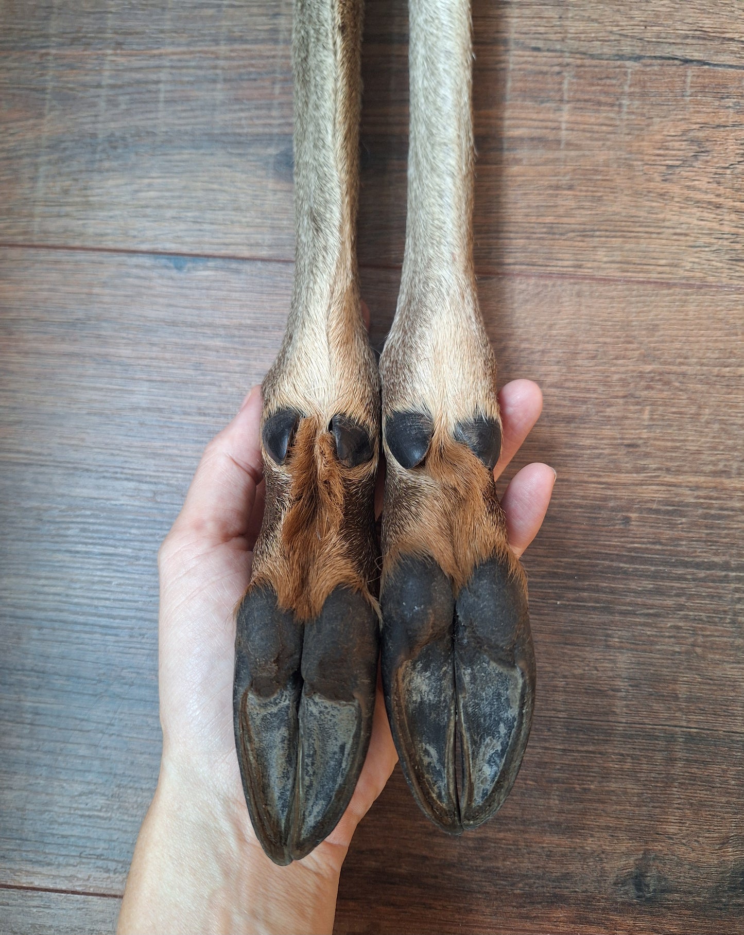 Red deer lower legs
