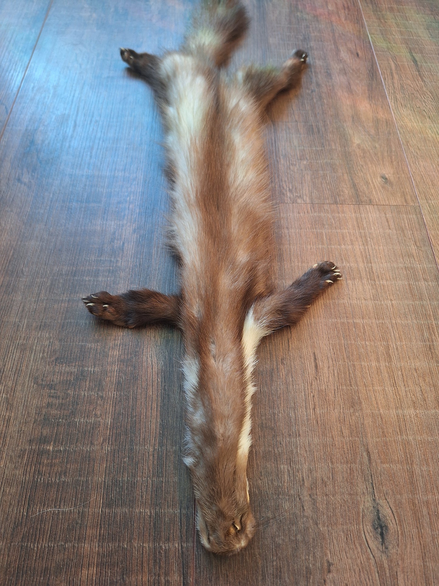 Stone marten hide #5