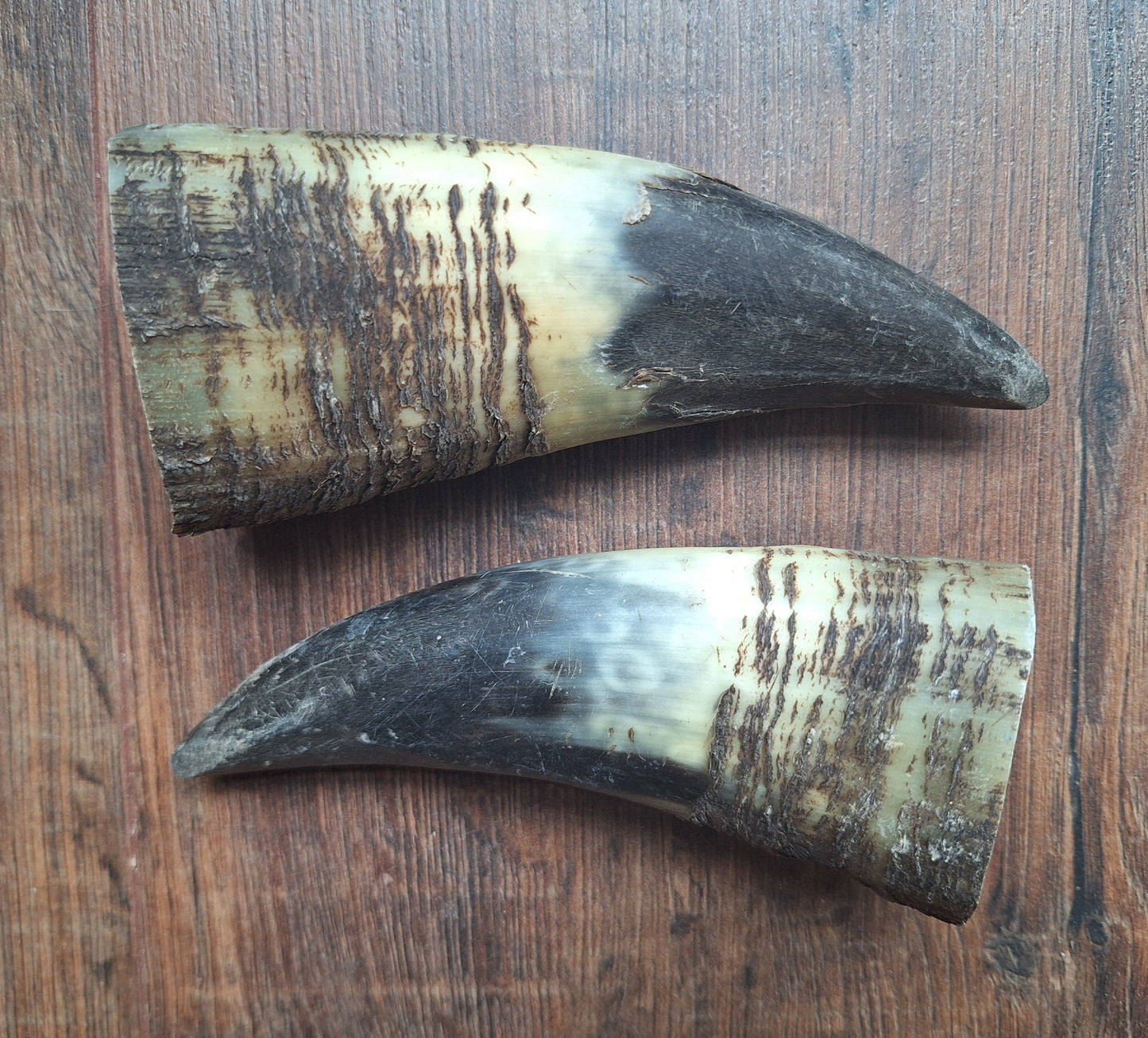 Cow horn set