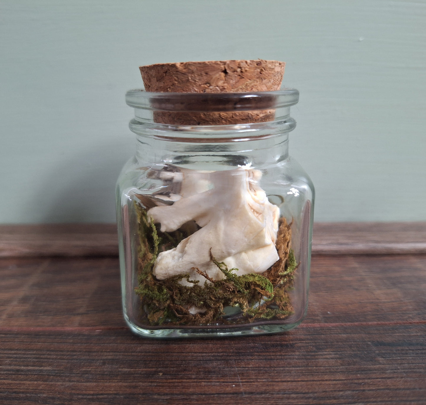 Cow teeth in glass jar