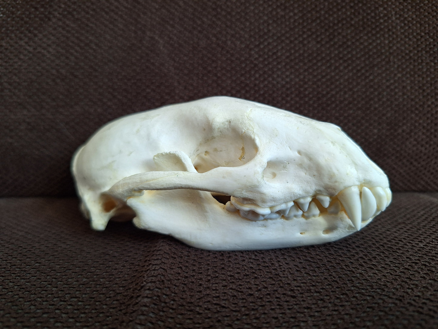 Raccoon skull #1