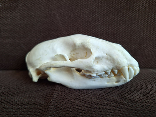 Raccoon skull #1