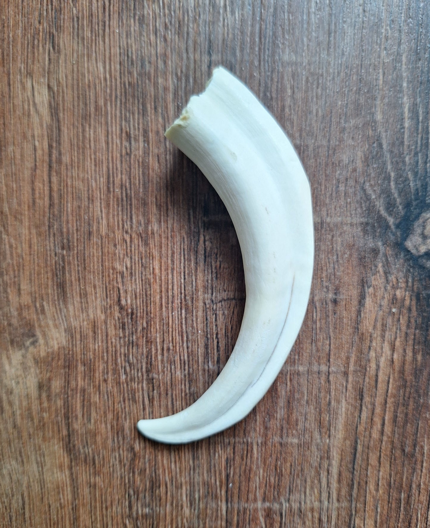 Wart hog tusks