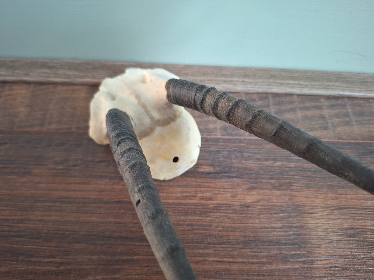 Dorcas gazelle skull cap