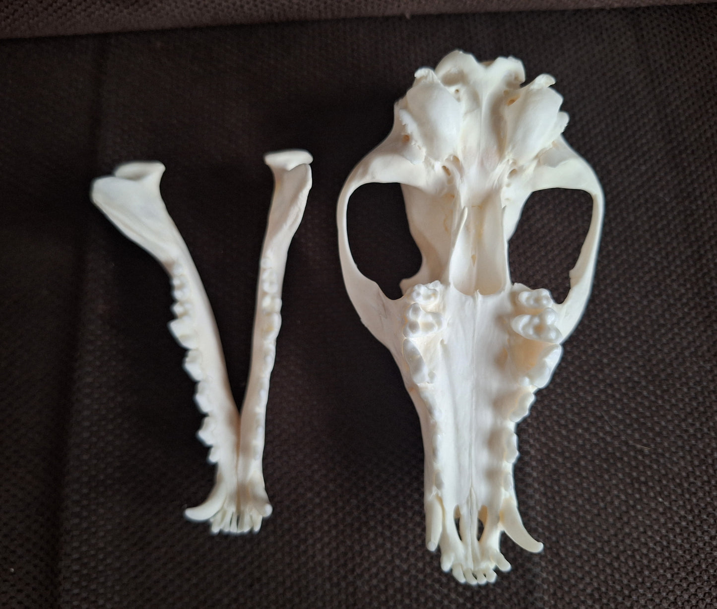 Fox skull #24