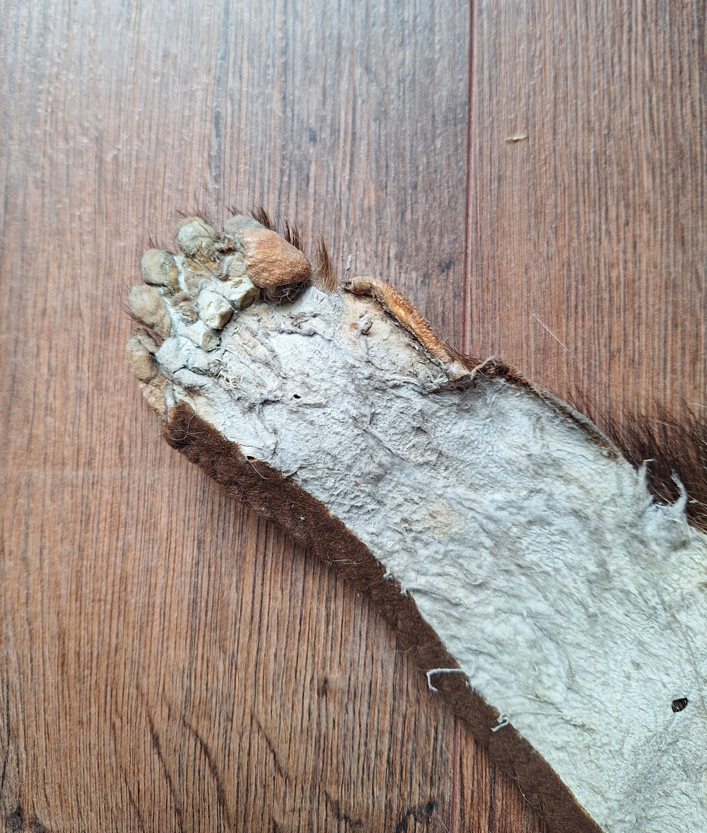 Badger hide #6