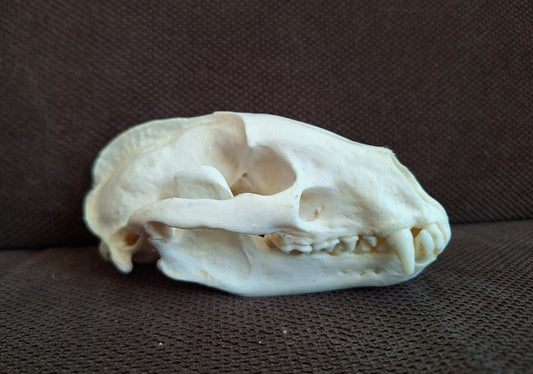 Badger skull #9