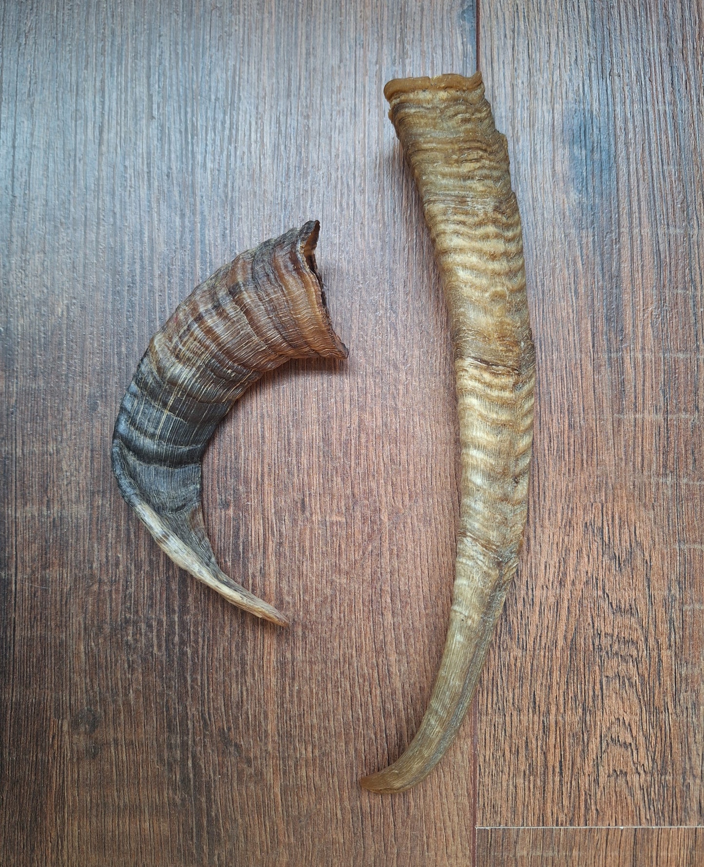 Sheep horns
